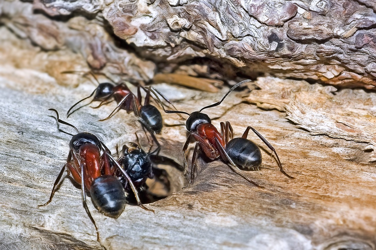 ants, insects, camponotus ligniperda, carpenter ant, red ant, black brown ant, hymenoptera, colony, entomology, near, pentax k10, ants, ants, ants, ants, ants, carpenter ant, carpenter ant, carpenter ant