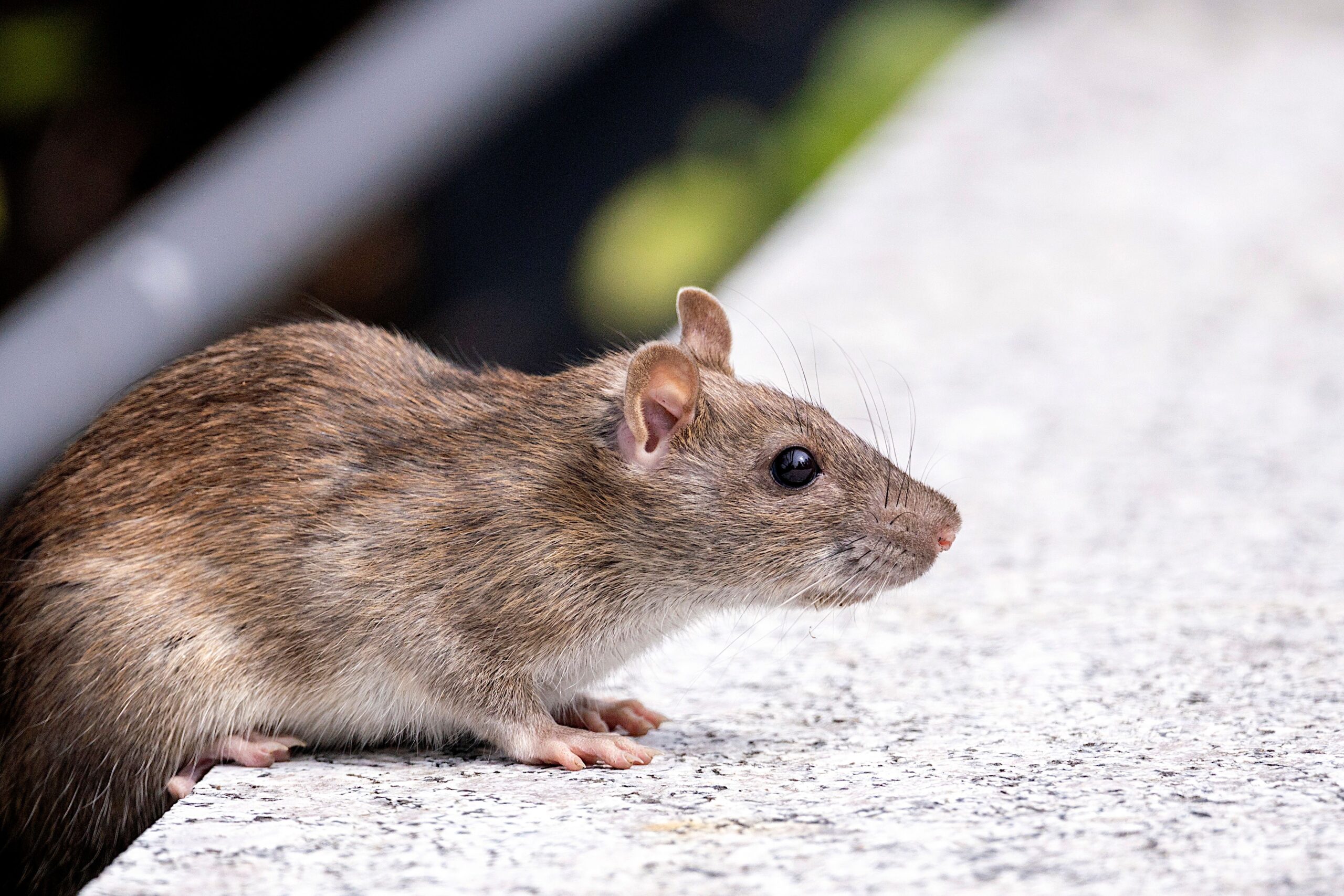 A detailed photo of a brown rat (Rattus norvegicus) on a concrete surface outdoors.