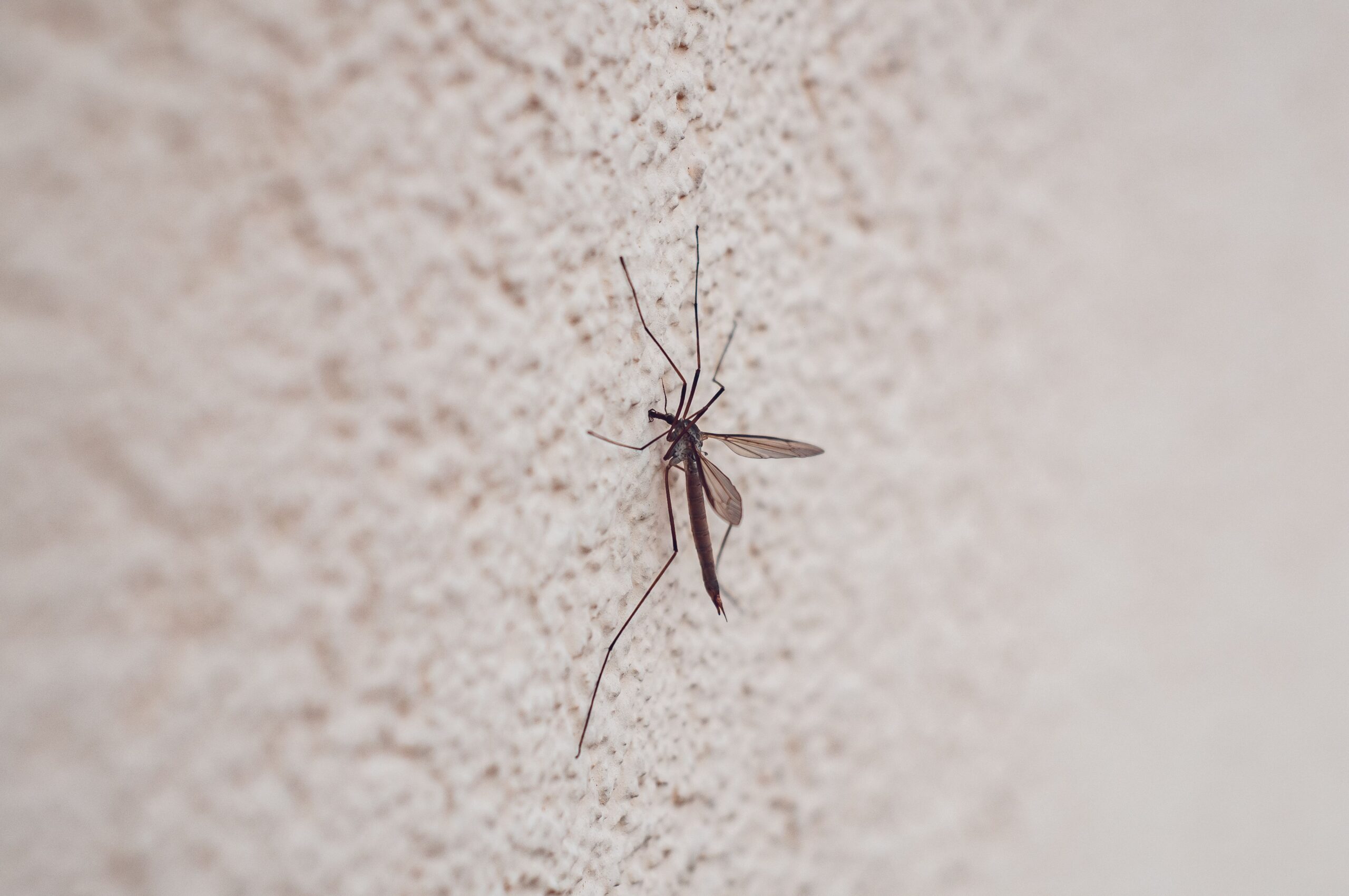 Detailed image of a mosquito perched on a wall with a textured surface, highlighting wing and body detail.