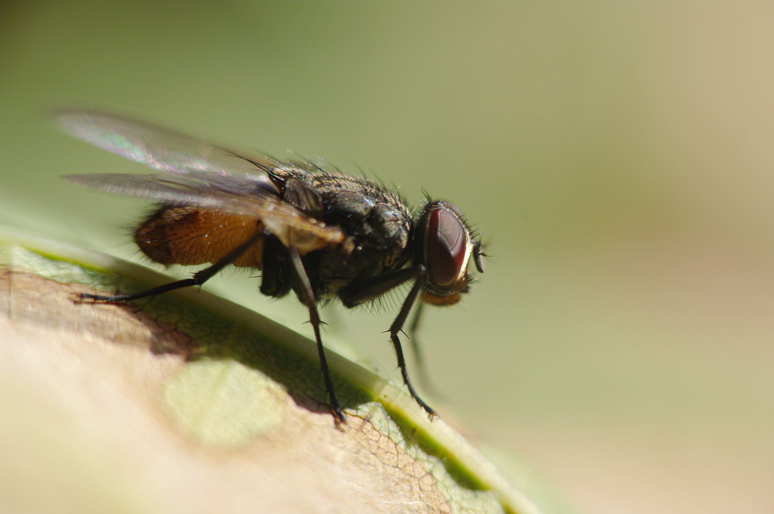 Close-up macro photo of a common housefly (Musca domestica) perched on a leaf, highlighting its wings and details.